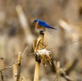 Closeup shot of a perched bluebird