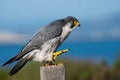 Closeup shot of a perched peregrine falcon (Falco peregrinus)