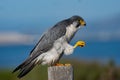 Closeup shot of a perched peregrine falcon (Falco peregrinus)