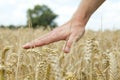 Closeup shot of a person caressing the wheat plants captured on a farm