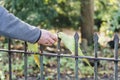 Closeup shot of a person feeding a green parakeet standing on a metallic fence in Hyde Park, London