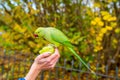 Closeup shot of a person feeding a green parrot with an apple