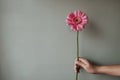 Closeup shot of a person holding pink Transvaal daisy on a gray background Royalty Free Stock Photo