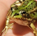 Closeup shot of a person holding a small pool frog under the lights Royalty Free Stock Photo