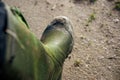 Closeup shot of a person wearing green rubber wellington boots covered in sand