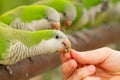 Closeup shot of a person's hand feeding a Monk parakeet in a zoo Royalty Free Stock Photo