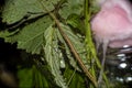 Closeup shot of a phasmid on green plants