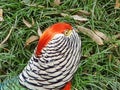 Closeup shot of a pheasant bird Royalty Free Stock Photo