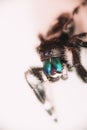 Closeup shot of a Phidippus audax, a bold jumping spider