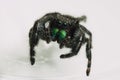 Closeup shot of a Phidippus audax, a bold jumping spider