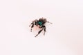 Closeup shot of a Phidippus audax, a bold jumping spider