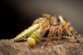 A Phidippus Clarus spider hunting a green Caterpillar