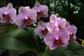 Closeup shot of Philippine ground orchid flowers in a botanical garden