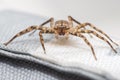 Closeup shot of a philodromidae crab spider stands on a white wicker box with blur background Royalty Free Stock Photo