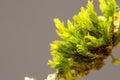 Closeup shot of a piece of green moss in the sunlight