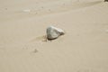 Closeup shot of a piece of rock on a beach