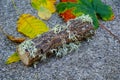 Closeup shot of a piece of tree with unusual growths and autumn leaves on the asphalt