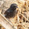 Closeup shot of a pied bush chat bird.