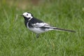 Closeup shot of a pied wagtail on green grass.