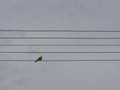 Closeup shot of a pigeon on the wire, like a note on the sheet music with cloudy sky background Royalty Free Stock Photo