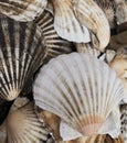 Closeup shot of a pile of beautiful bivalve shells in the daylight