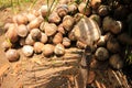 Closeup shot of a pile of coconuts under the coconut tree