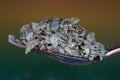 Closeup shot of a pile of dried Senna tea leaves in a metal spoon