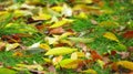 Closeup shot of a pile of fallen autumn leaves on the ground