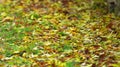 Closeup shot of a pile of fallen autumn leaves on the ground