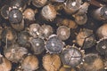 Closeup shot of a pile of firewood