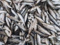 Closeup shot of a pile of freshly caught raw sardines