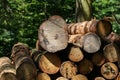 Closeup shot of a pile of freshly cut logs Royalty Free Stock Photo