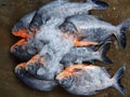 Closeup shot of a pile of frozen fish at a seafood market