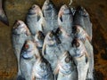 Closeup shot of a pile of frozen fish at a seafood market