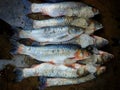 Closeup shot of a pile of frozen fish at a seafood market