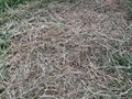 closeup shot of a pile of grass on a green grass