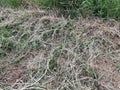 closeup shot of a pile of grass on a green grass