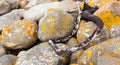 Closeup shot of a pile of lichen-covered stone and seaweed in Cape Town, South Africa Royalty Free Stock Photo