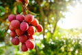 Closeup shot of a pile of lychees hanging from a tree