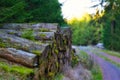 Closeup shot of a pile of mossy logs in the Thuringian Forest