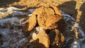 Closeup shot of a pile of pressed dried dung cakes for fuel