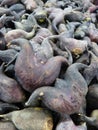 Closeup shot of a pile of water chestnuts