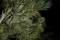 Closeup shot of a pine branch with hanging  small droplets on it Royalty Free Stock Photo