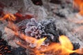 Closeup shot of a pine cone burning on fire outdoors in a blurred background Royalty Free Stock Photo