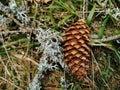 Closeup shot of a pine cone in a forest in Larvik, Norway