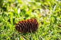 Closeup shot of a pine cone on the grass with a blurred background Royalty Free Stock Photo