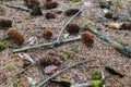 Closeup shot of pine cones, needles, and twigs lying on the forest ground