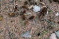 Closeup shot of pine cones, needles, and twigs lying on the forest ground