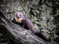 Closeup shot of a pine marten in a garden Royalty Free Stock Photo