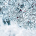 Closeup shot of a pine tree branch covered with frost, on a winter day, with white background Royalty Free Stock Photo